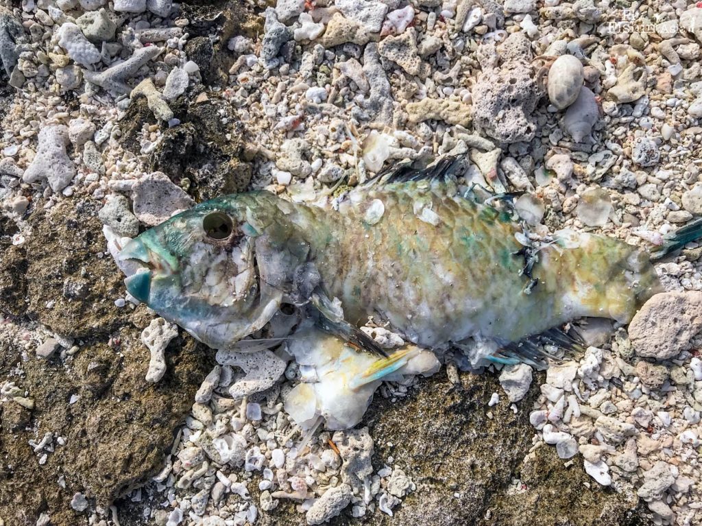 A dead parrotfish or black spotted tusk fish in the sand