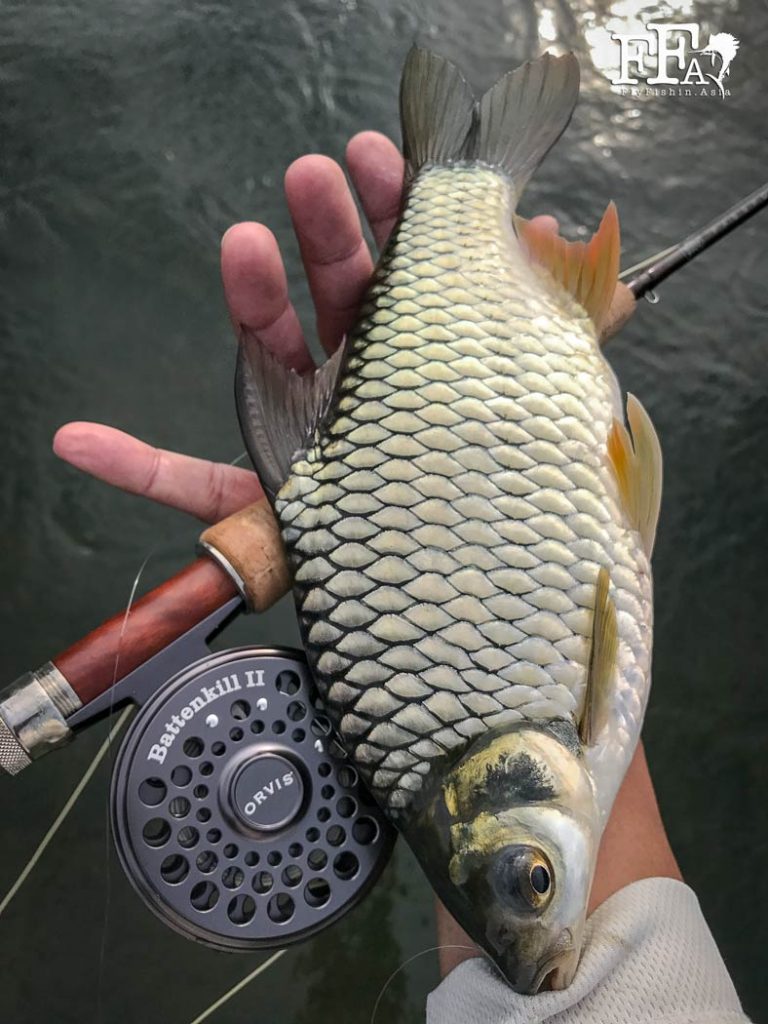 Fly fishing In Malaysia for Silver Barb