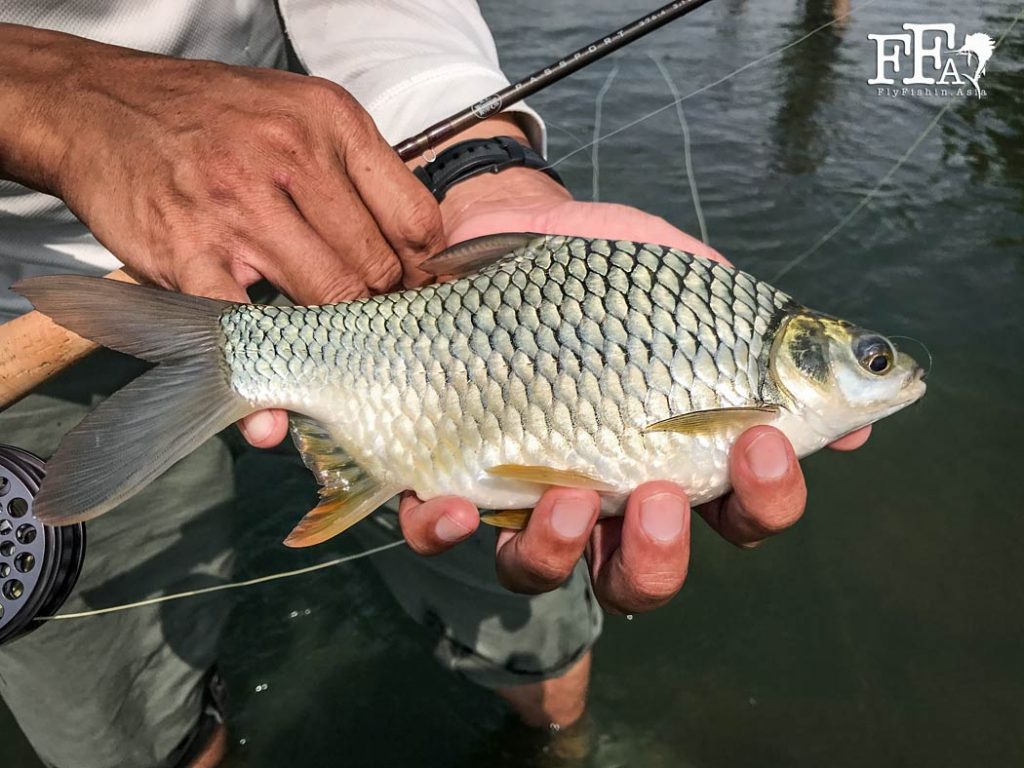 Fly Fishing In Malaysia For Silver Barb Fly Fishing Asia