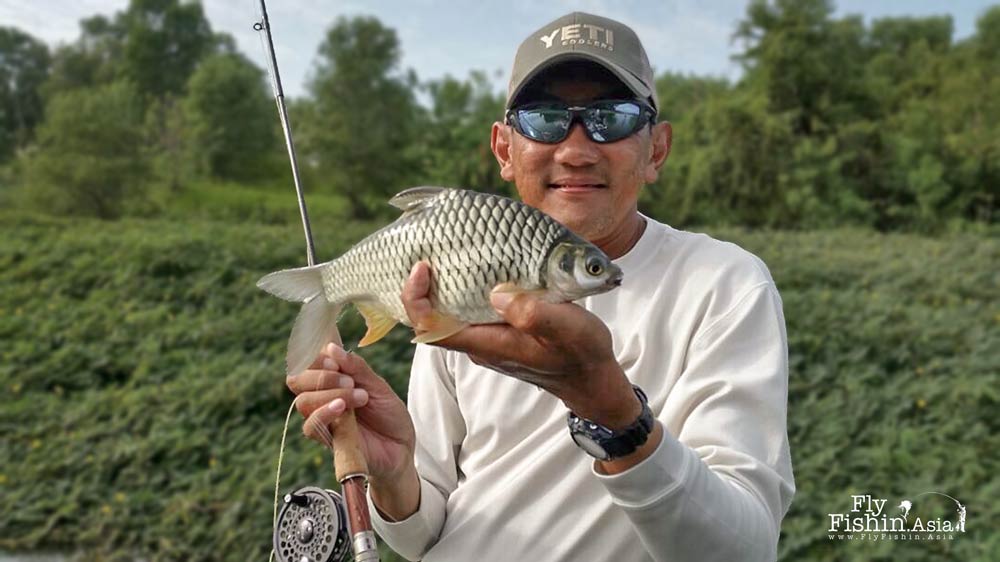 Fly fishing In Malaysia for Silver Barb