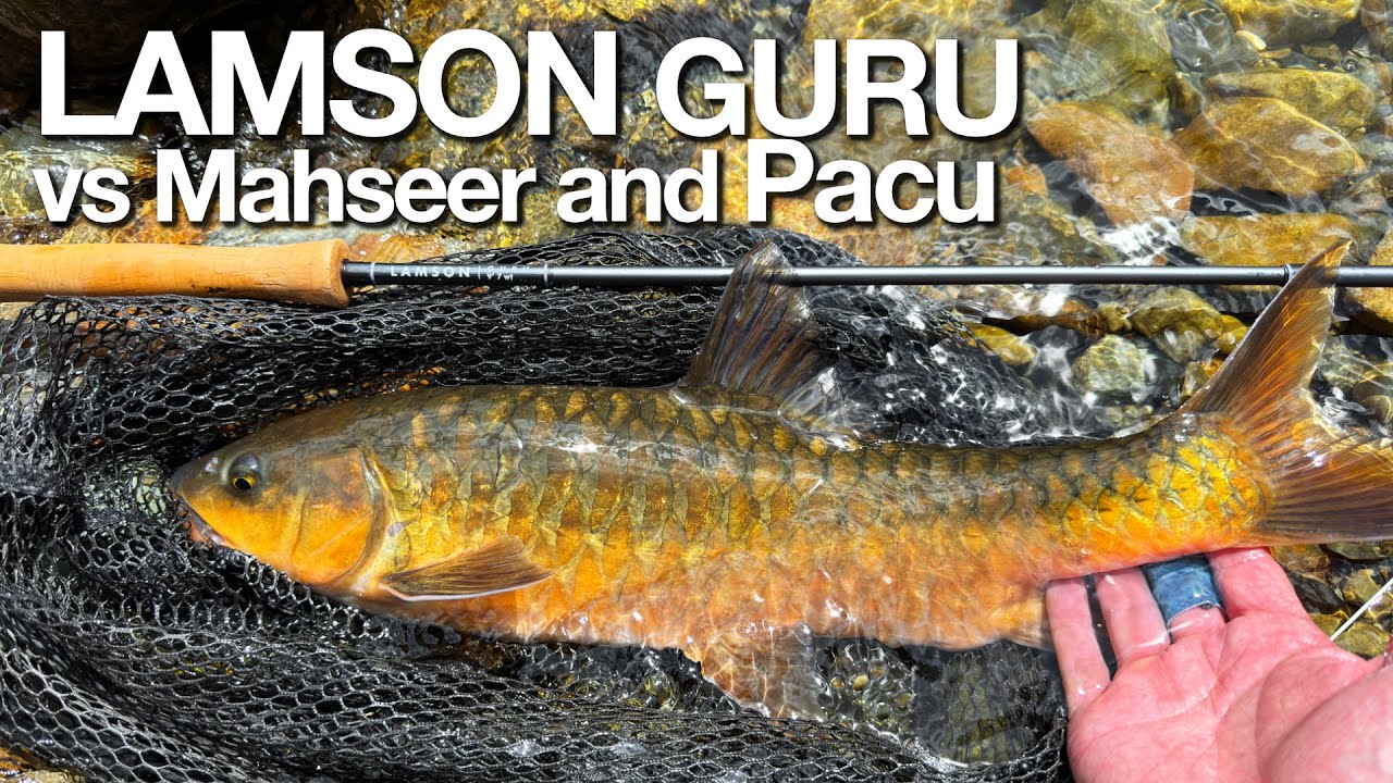 Lamson Guru Fly Rod Review - Fly Fishing Asia